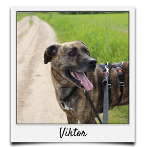 Körbchen 2021 - Viktor