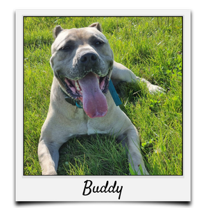 Körbchen 2022- Buddy