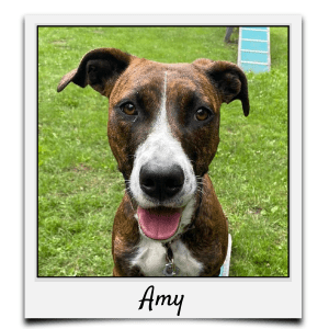 Körbchen 2020 - Amy