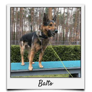 Körbchen 2020 - Balto