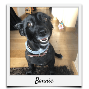 Körbchen 2020 - Bonnie