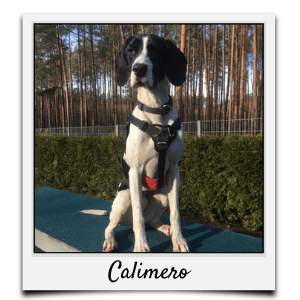 Körbchen 2020 - Calimero