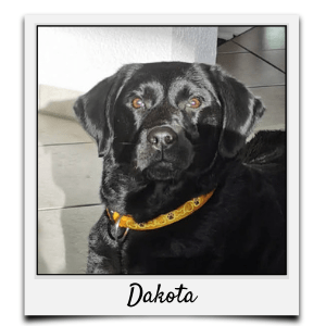 Körbchen 2020 - Dakota