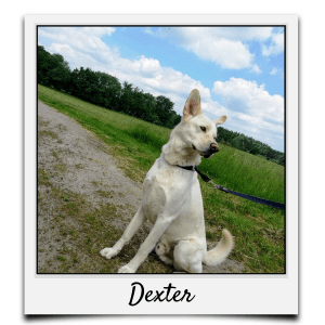 Körbchen 2020 - Dexter