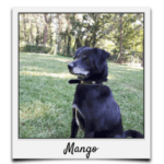 Körbchen 2020 - Mango