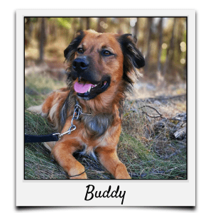 Körbchen 2021 - Buddy