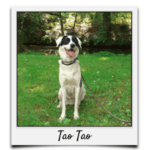 Körbchen 2021 - TaoTao