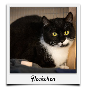 Körbchen 2021 - Fleckchen