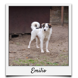 Körbchen 2021 - Emilio