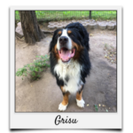 Körbchen 2021 - Grisu