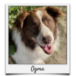 Körbchen 2021 - Ogma