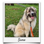 Körbchen 2021 - Sumo