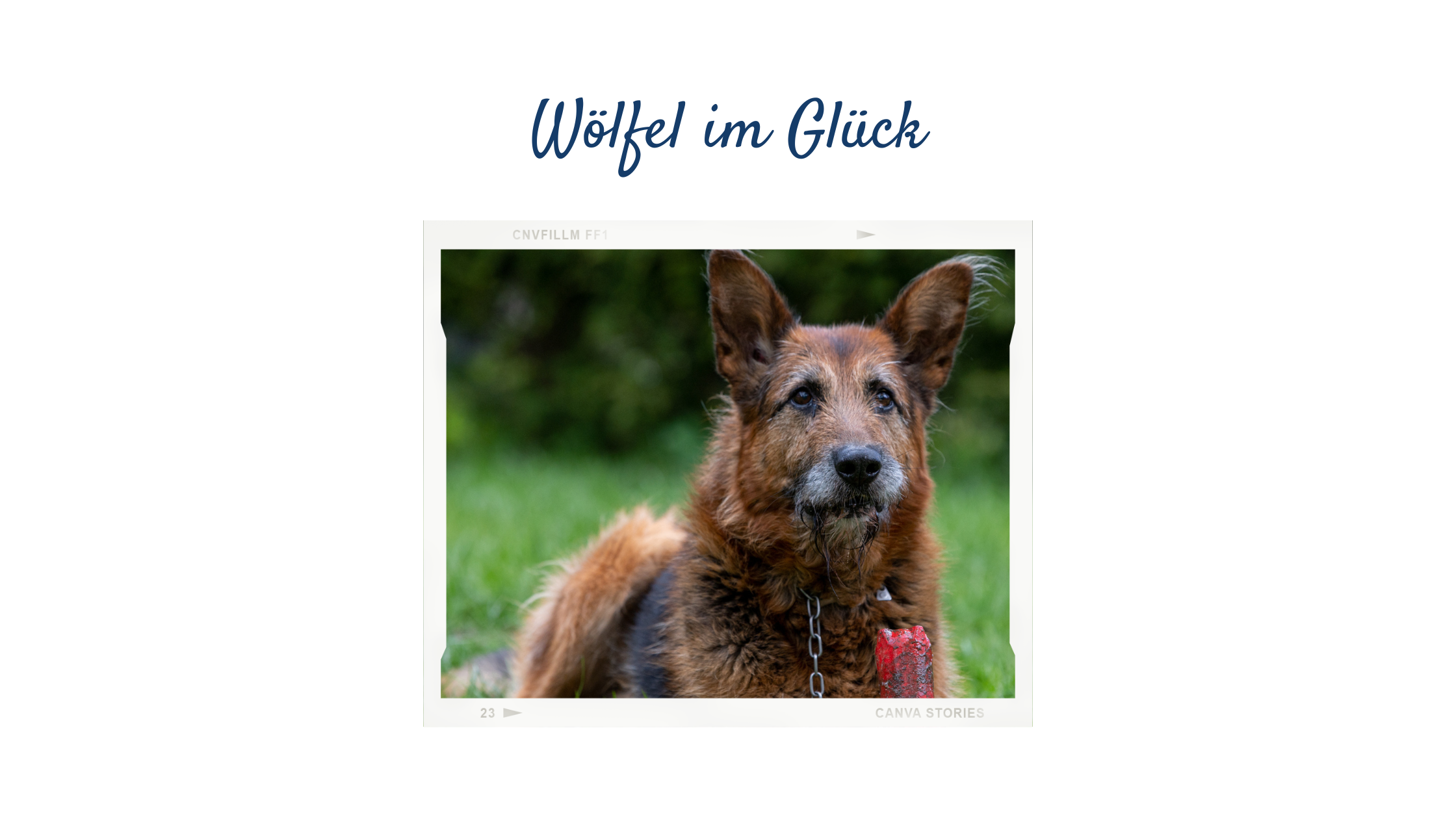 Read more about the article Wölfel im Glück