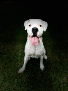 Ares (2)