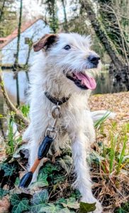 Cookie Terrier 2026 (1)