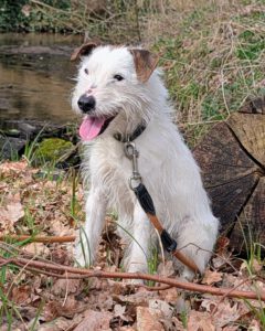 Cookie Terrier 2026 (2)