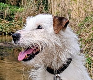Cookie Terrier 2026 (3)