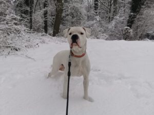 ares (1)