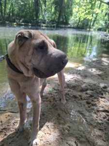 Jutta SharPei (3)