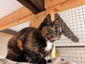 Emma Katze Foto (2)