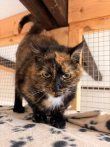 Emma Katze Foto (3)