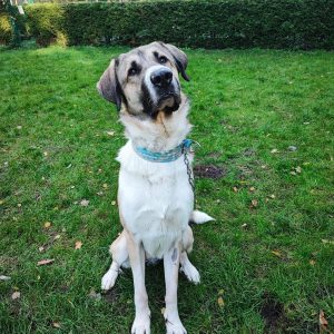 Alf (5)