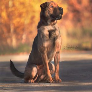 Sam – Sharpei (1) Sam - Sharpei (1)